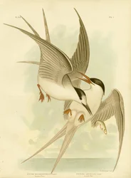 Sterna Meridionale, 1891